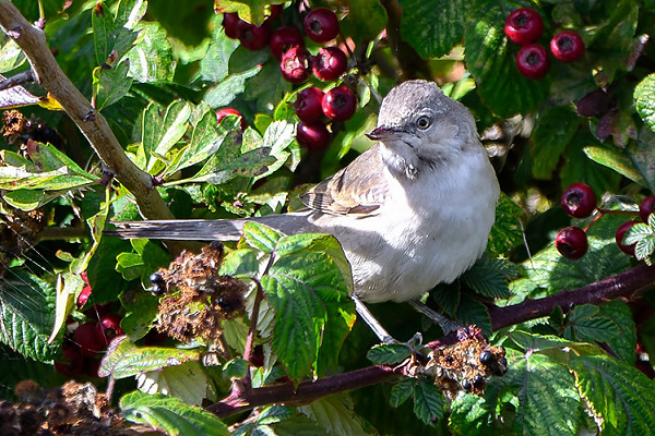 Barred Warbler. Thomas Willoughby. As previously presumed, bill damage confirmed it was definitely the same bird from the canal area on saturday.