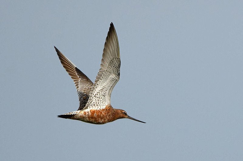 Bar-tailed Godwit. Thomas Willoughby.