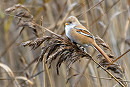 Bearded Tit. Thomas Willoughby.