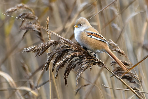 Bearded Tit. Thomas Willoughby.