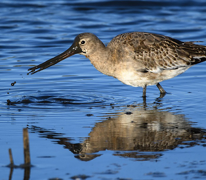 Black-tailed Godwit. Thomas Willoughby.