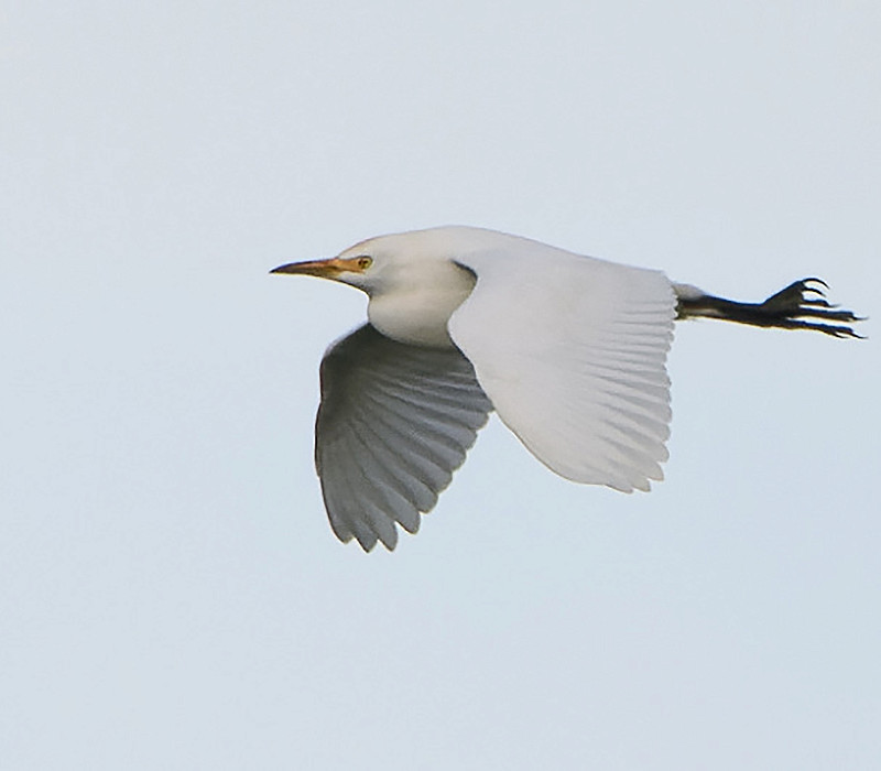 Cattle Egret. Thomas Willloughby.