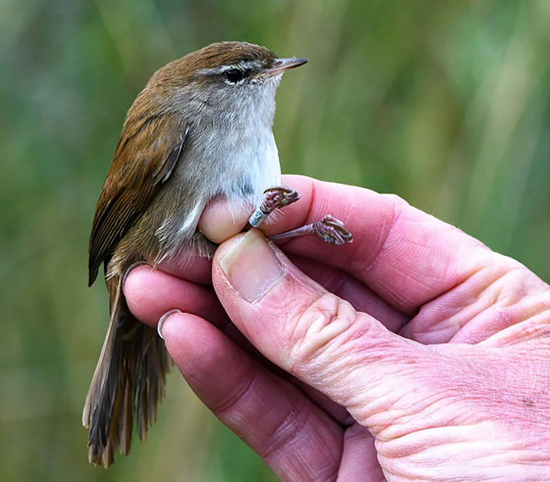 Cetti's Warbler. Thomas Willoughby.