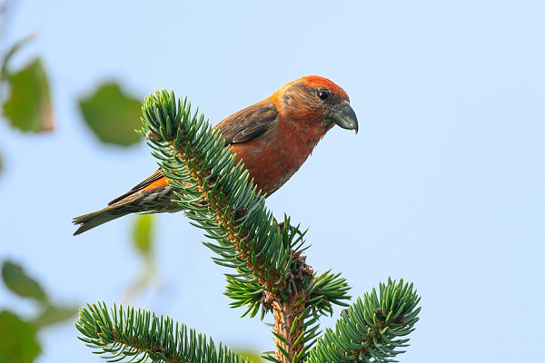 Crossbill - Thomas Willoughby.