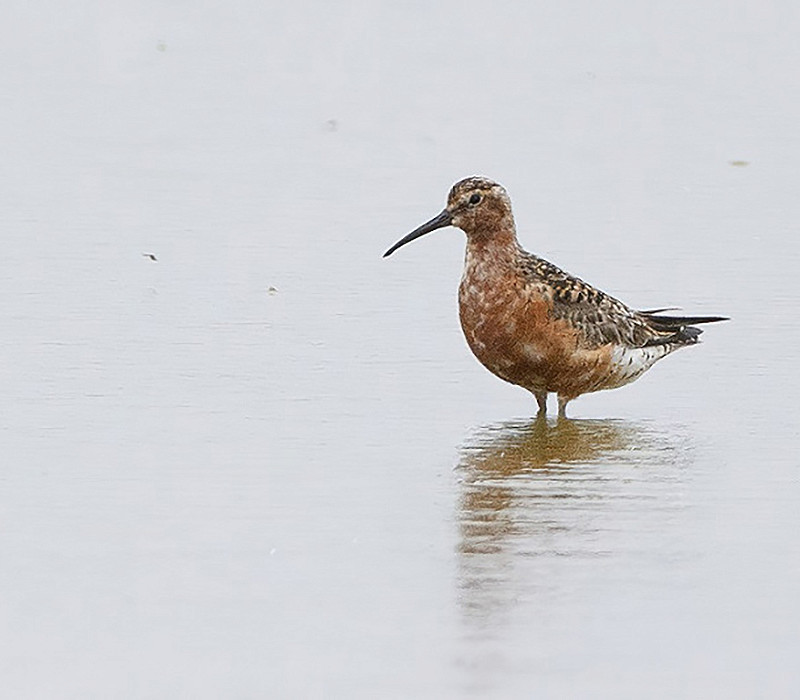 Curlew Sandpiper. Thomas Willoughby.