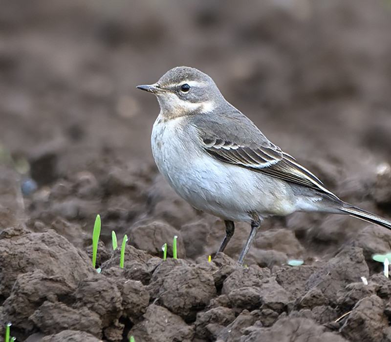 Eastern Yellow Wagtail. Thomas Willoughby.