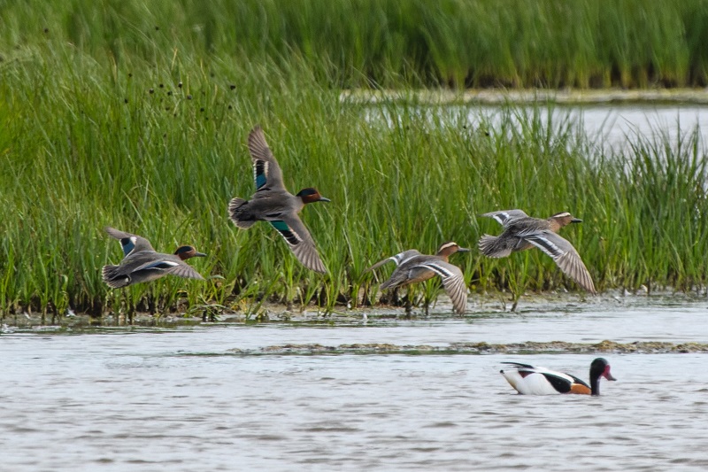 Garganey with Teal. Thomas Willoughby.