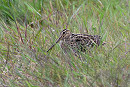 Great Snipe. Thomas Willoughby. The 7th record for Spurn previously May 1989, Sept 1993, Sept 1996, Sept 2010, Sept 2013 and Oct 2019.