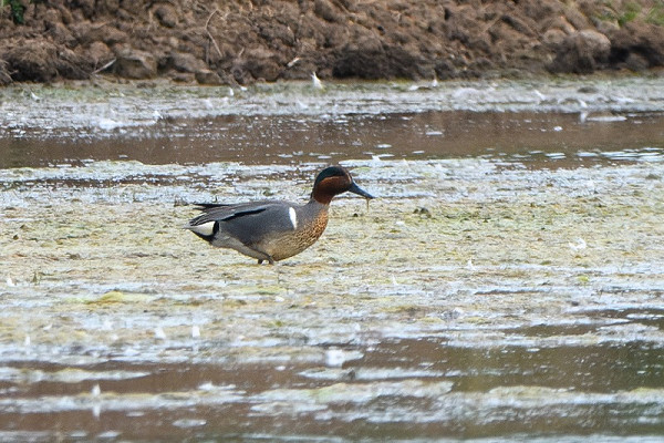 Drake Green-winged Teal. The 6th record involving 5 birds ( previously 2 in 2008, single 2018, 2 in 2019) with the drake in winter 2018 returning in winter 2019. Thomas Willoughby.
