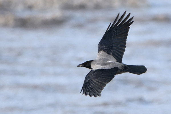 Hooded Crow. Thomas Willoughby.