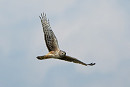 Hen Harrier. Thomas Willoughby.