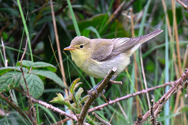 Icterine Warbler - Thomas Willoughby.