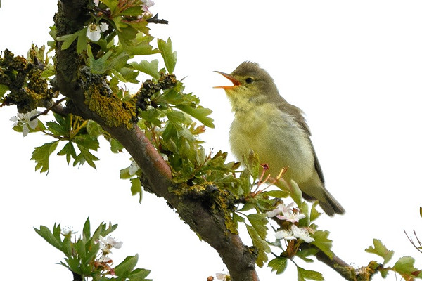 Icterine Warbler. Thomas Willoughby.