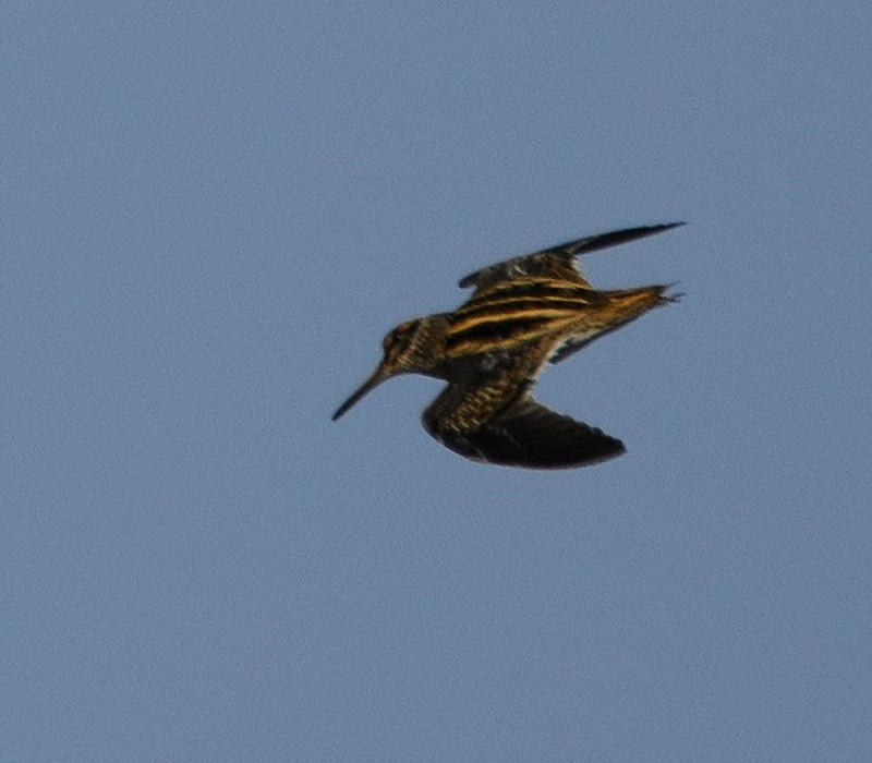Jack Snipe. Thomas Willoughby.