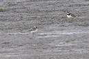 Kentish Plover with Ring Plover - Thomas Willoughby.