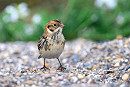 Lapland Bunting - Thomas Willoughby.