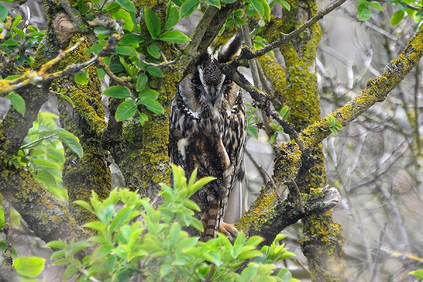 Long-eared Owl. Thomas Willoughby.
