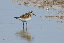 Little Stint - Thomas Willoughby.