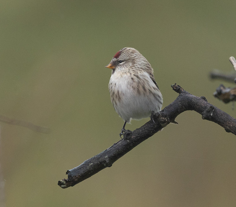 Mealy Redpoll - Tom Wright.