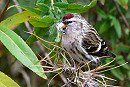 Mealy Redpoll. Thomas Willoughby.