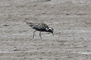 Pacific Golden Plover - Thomas Willoughby.
