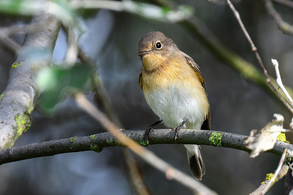 Red-breasted Flycatcher - Thomas Willoughby.