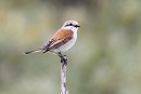 Red-backed Shrike. Thomas Willoughby.