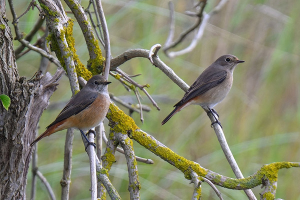 Redstarts - Thomas Willoughby.