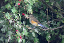 Red-flanked Bluetail - Thomas Willoughby.