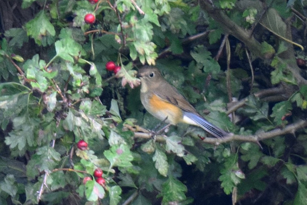 Red-flanked Bluetail - Thomas Willoughby.