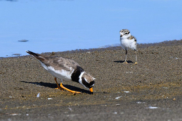 Ringed Plovers - Thomas Willoughby.