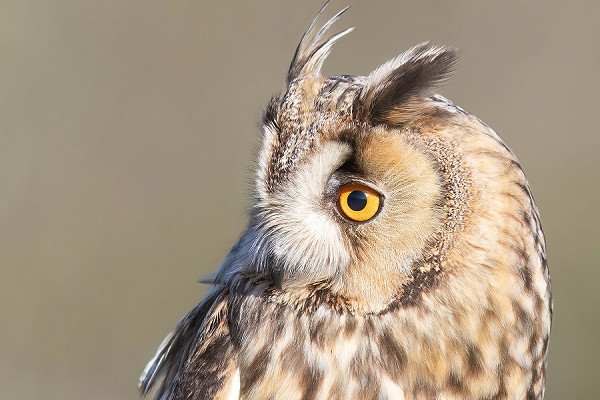 Long-eared Owl. Tom Wright.