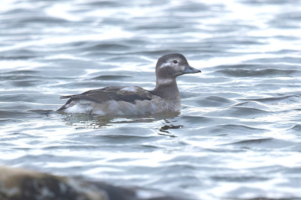 Long-tailed Duck - Tom Wright.