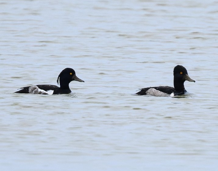Ring-necked Duck with Tufted Duck (left) - Thomas Willoughby.