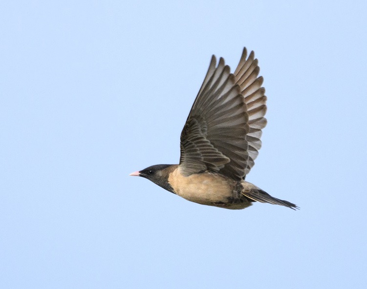 Rose-coloured Starling. Thomas Willoughby.