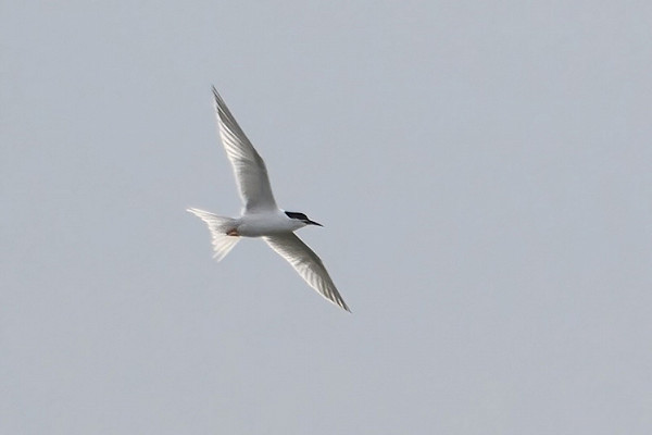 Roseate Tern. Maybe a wanderer from the Coquet island colony which has been heavily hit with the bird flu outbreak. Thomas Willoughby.