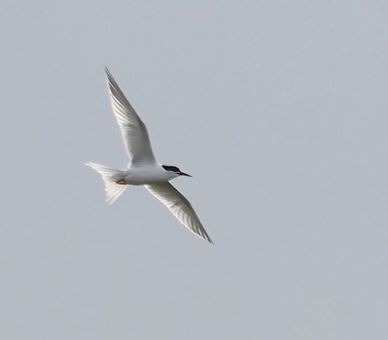Roseate Tern. Maybe a wanderer from the Coquet island colony which has been heavily hit with the bird flu outbreak. Thomas Willoughby.