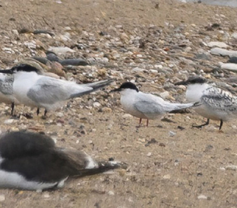 Roseate Tern among Sandwich Terns. Thomas Willoughby.
