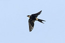 Red-rumped Swallow. Thomas Willoughby.