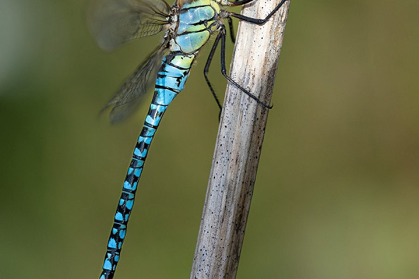Male Southern Migrant Hawker - Tom Wright. Increasing slowly in the area.