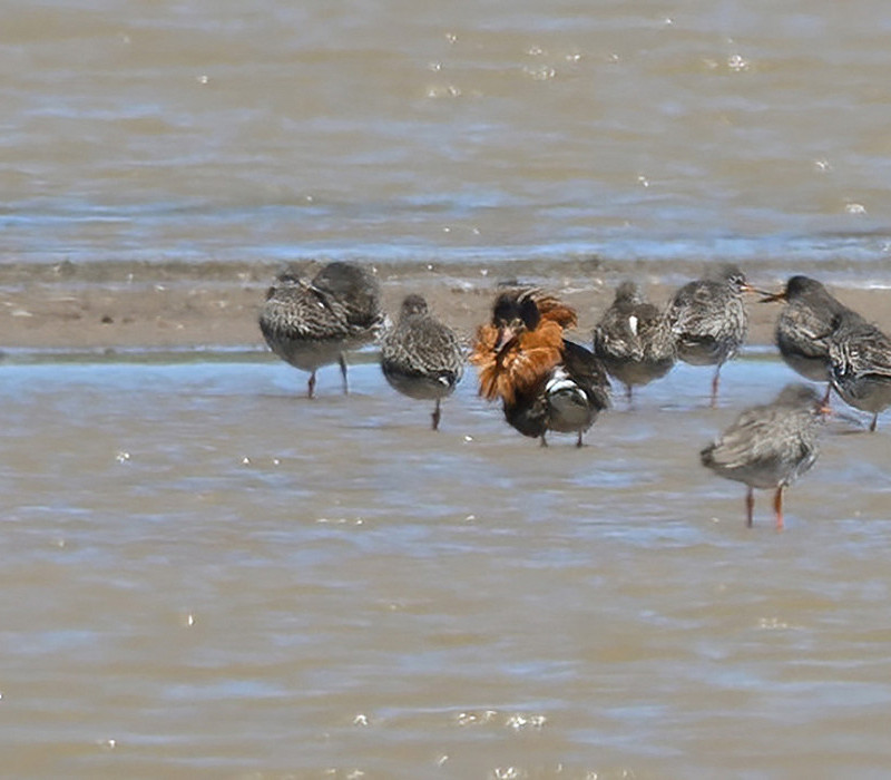 Ruff with Redshank. Thomas Willoughby.