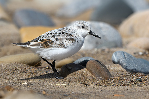 Sanderling. Thomas Willoughby.