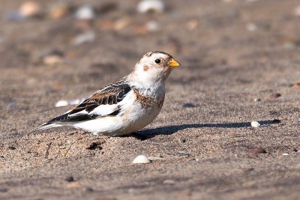 Snow Bunting. Thomas Willoughby.
