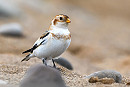 Snow Bunting. Thomas Willoughby.