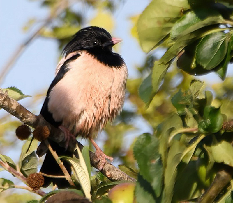 Rose-coloured Starling. Thomas Willoughby.