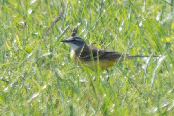 Spanish Wagtail. Thomas Willoughby.