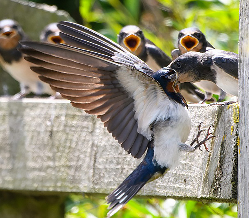 Swallow feeding very demanding young. Thomas Willoughby.