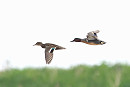Drake Green-winged Teal with presumed female Eurasian. Thomas Willoughby.