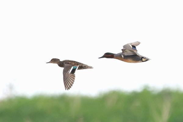 Drake Green-winged Teal with presumed female Eurasian. Thomas Willoughby.