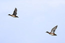 American Wigeon (bottom right) - Thomas Willoughby. A good comparison showing the obvious white auxillaries compared to the Wigeon (top left).